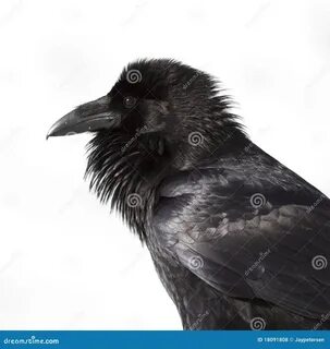 Raven profile stock photo. Image of isolated, blackbird - 18091808