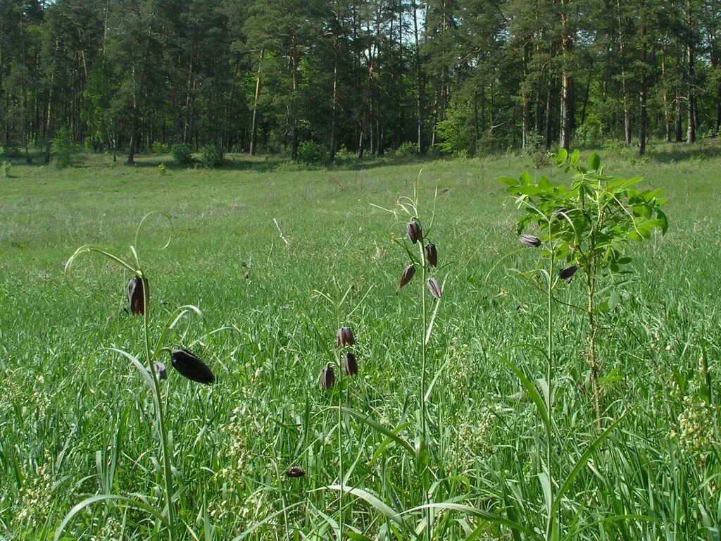 цветы растущие в московской области. растительность москвы и московской области. орхидея дремлик болотный. растения московского региона.