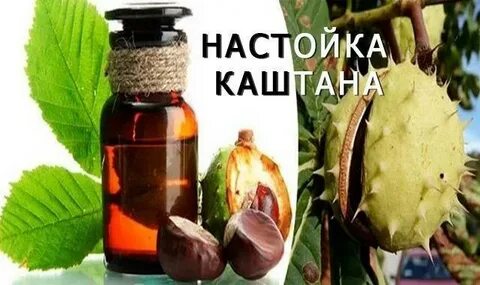 Настоять каштан