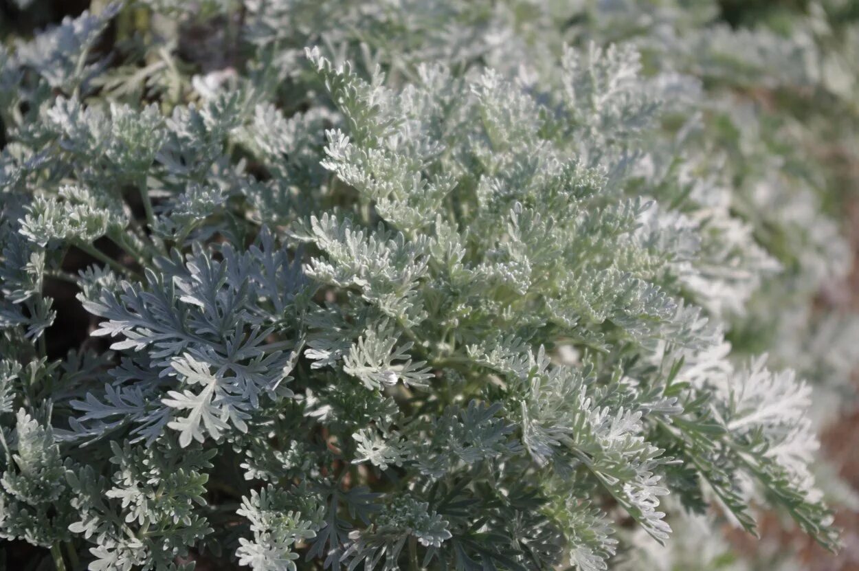 Полынь горькая (artemisia absinthium). Синяя полынь. Полынь canescens. Полынь голубая. Полынь голубая.