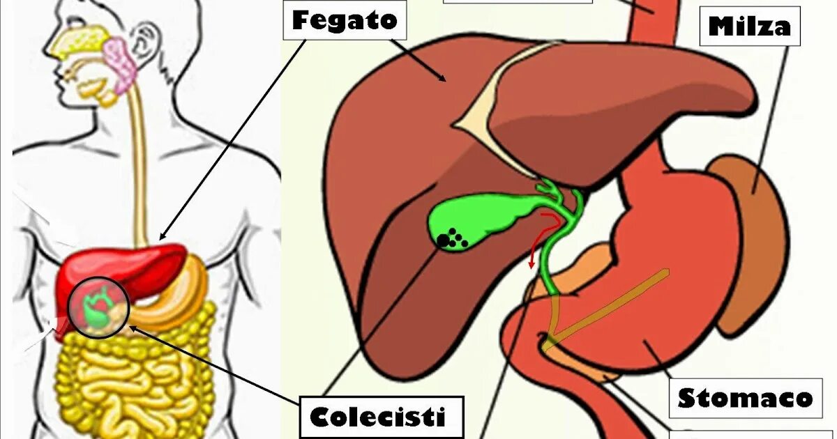 Селезенка желудок поджелудочная железа. Селезенка и желчный пузырь. Печень селезенка желчный пузырь. Печень желудок селезенка. Жёлчный пузырь и селезёнка анатомия.