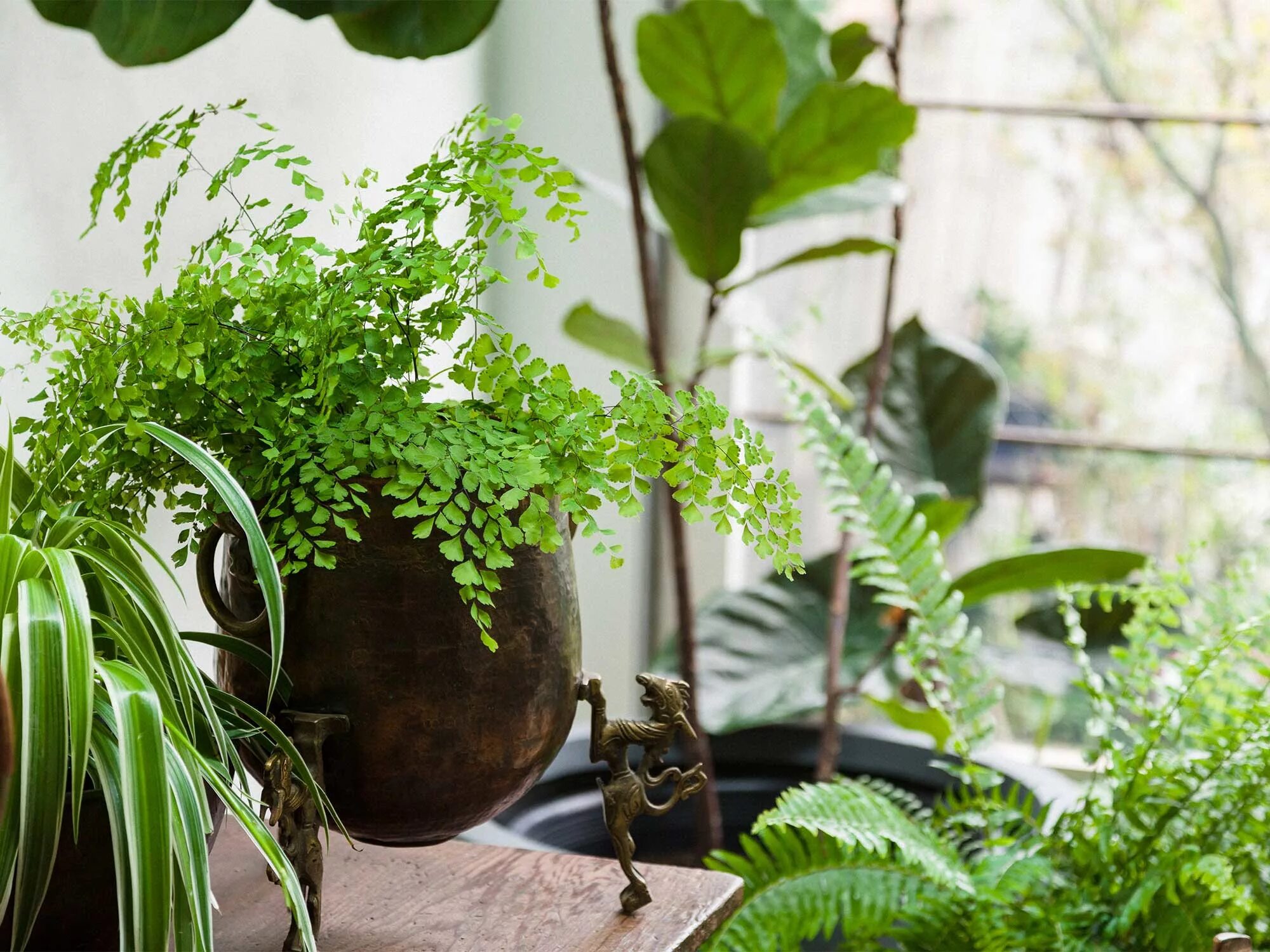 Huge plants. Комнатные растения. Растение в горшке. Растения в доме. Комната с растениями.