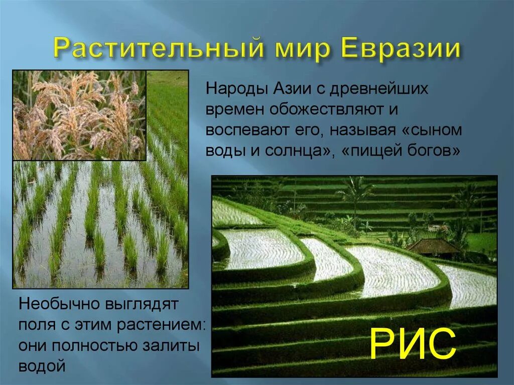 растительность евразии. характерные представители растительного мира евразии. характерные представители растительного мира евразии. растения евразии список. какие растения в евразии.