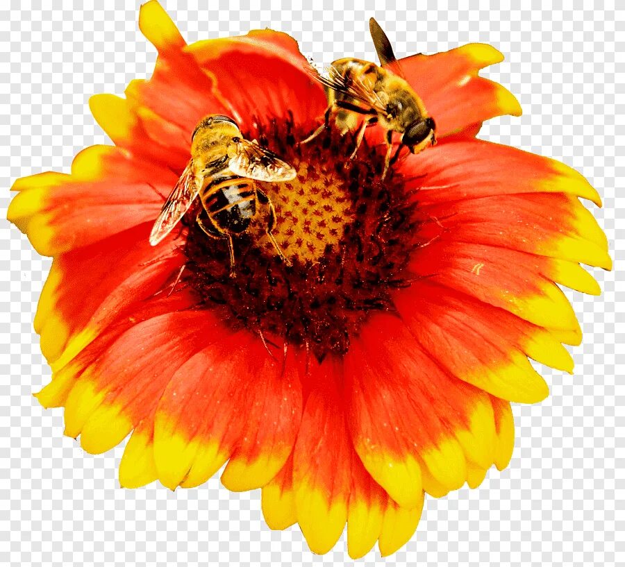 Нектар рисунок. Пчелы на цветах на прозрачном фоне. Медовые цветочки. Нектар цветка. Цветочки с пчелой для фотошопа.