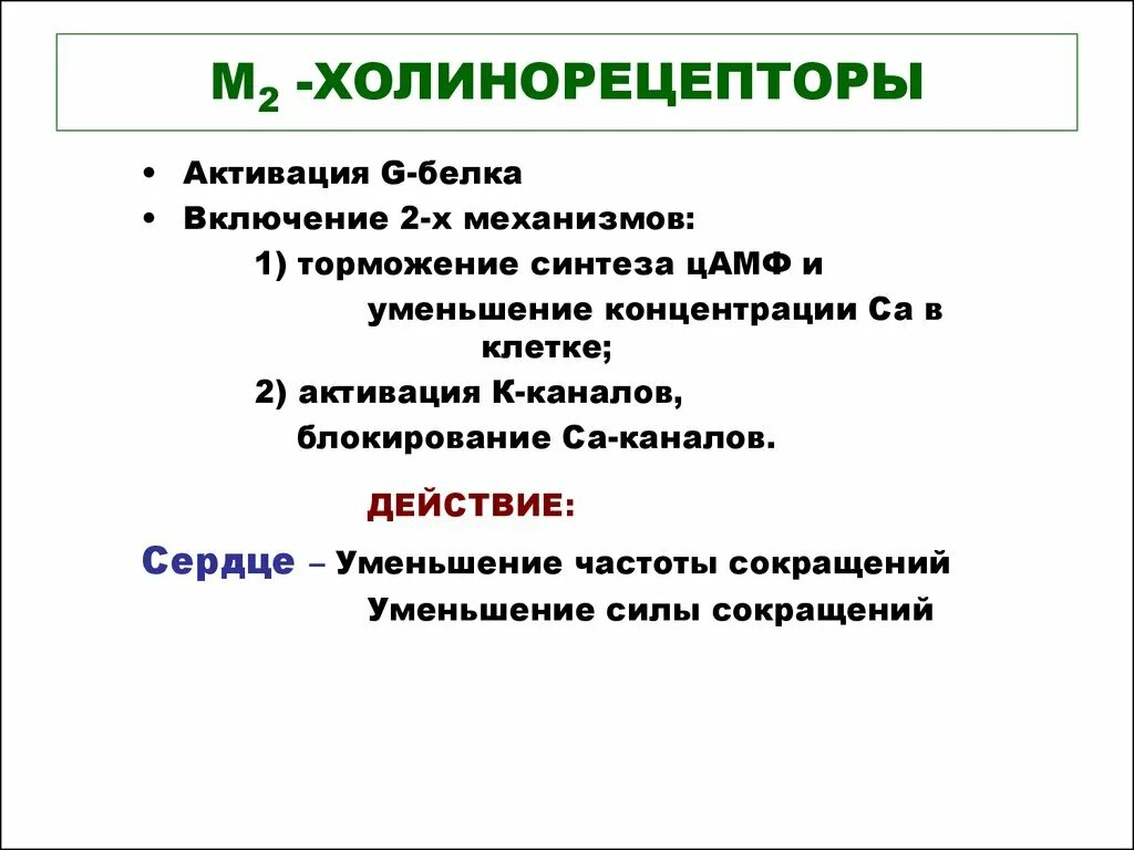 Эффекты холинорецепторов. М2 холинорецепторы механизм активации. Механизм действия м2 холинорецепторы. Активация м2 холинорецепторов. М1 холинорецепторы механизм активации.