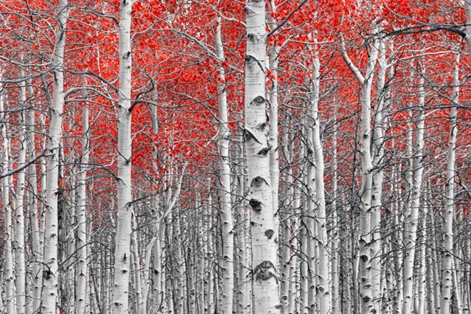 Красная береза ярмоленко. Рябина широколиственный лес. Дерево с красноватой корой. Красная береза дерево. Черемуха маака кора.