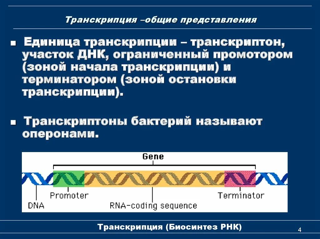 Функционирование транскриптона