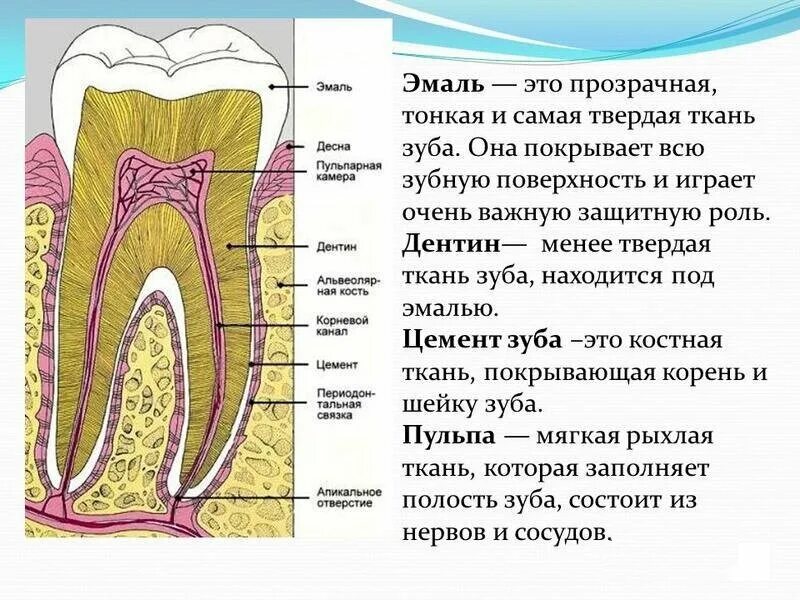 Строение зуба. Части строения зуба. Зубная эмаль анатомия. Какую функцию выполняет зуб человека