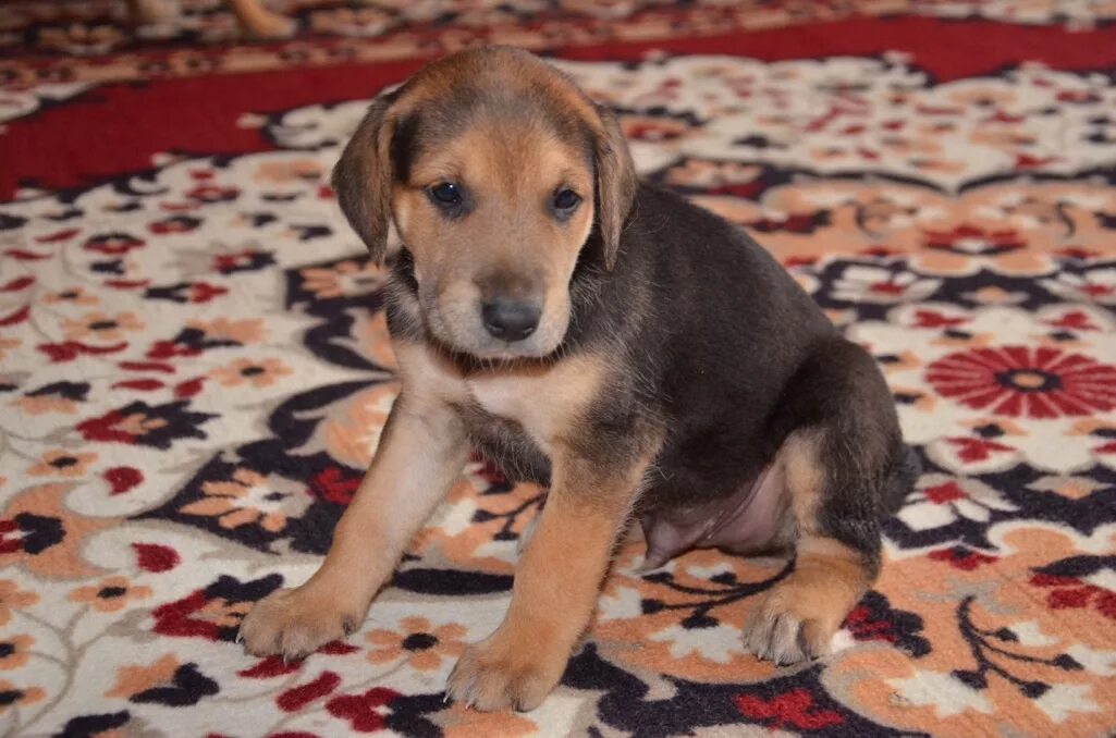 Щенки недорого москва и московская область. Щенки недорого москва и московская область. Щенки недорого москва и московская область. Колли триколор щенки. Щенки недорого москва и московская область.