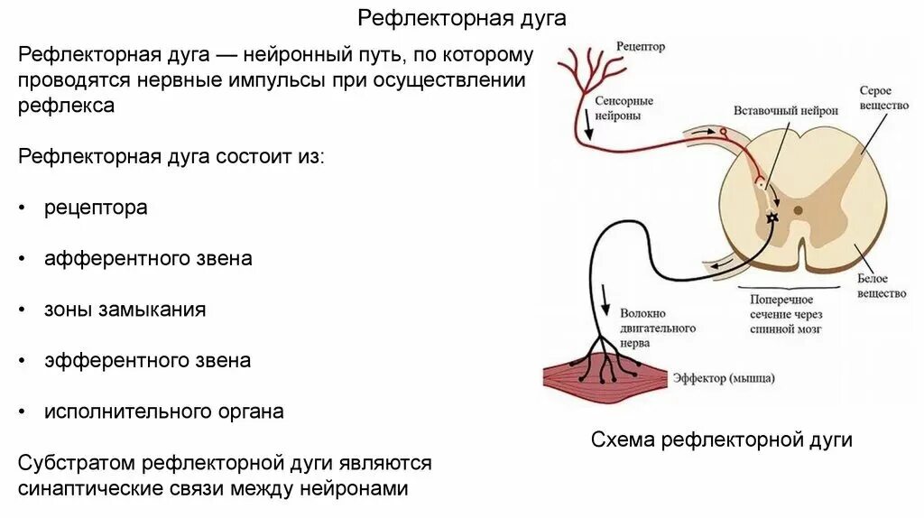 Безусловные рефлексы являются передаются. Схема рефлекторной дуги соматического рефлекса. Механизм рефлекторной дуги кратко. Полисегментарная рефлекторная дуга. Схема простой рефлекторной дуги физиология.