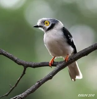 White crested