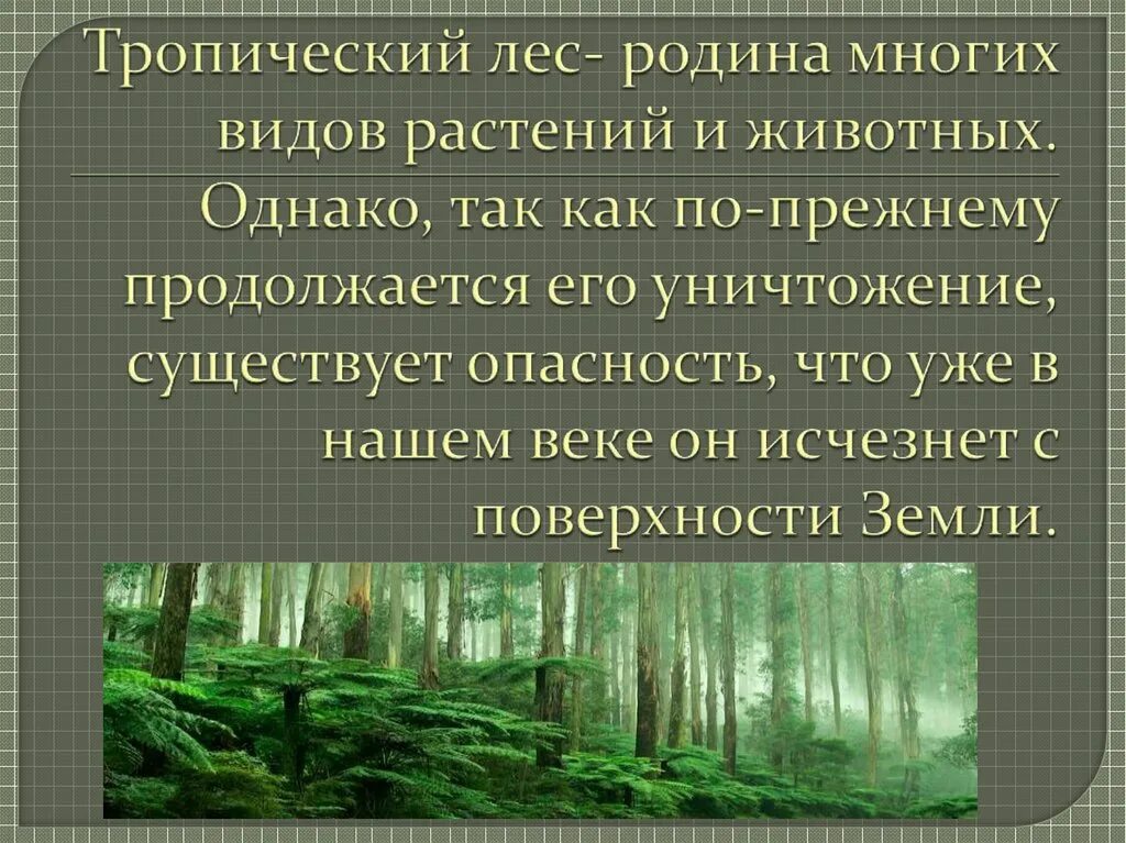 Спасение тропических лесов. Как спасти тропические леса. Защита тропического леса. Спасем тропические леса. Проблема тропического леса