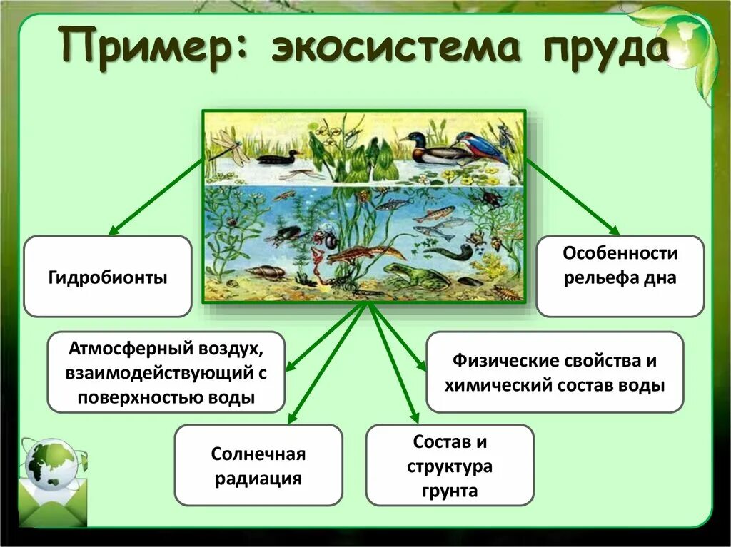 Какие организмы живут в аквариуме 5 класс. Структура биогеоценоза пруда. Структура биогеоценоза и экосистемы. Примеры экосистем. Экосистема водоема.