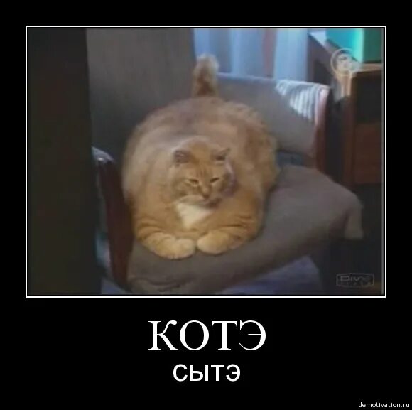 Котэ демотиваторы. Кошке стыдно. Это моя миска. Кот подавился. Моим миски моим животных.
