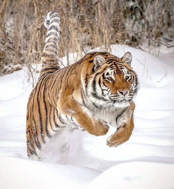 Айс тайгер. Амурский (Уссурийский) тигр. Уссурийский тигр бенгальский тигр. Алтайский тигр. Огромный Сибирский тигр.