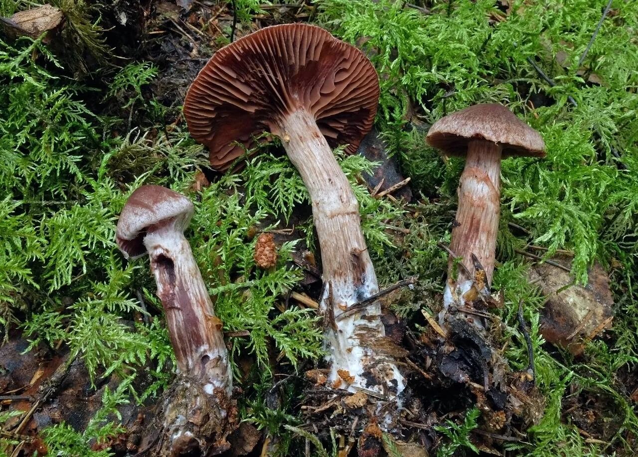 Съедобен ли паутинник. Паутинник тёмно-бурый (cortinarius brunneus). паутинник пластинчатый. масленок паутинник. паутинник блестящий.