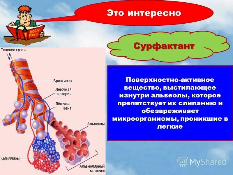 Бронхиолы и альвеолы. Альвеолы определение. Альвеолы легких. Альвеолы легких. Внутреннее строение альвеолы.
