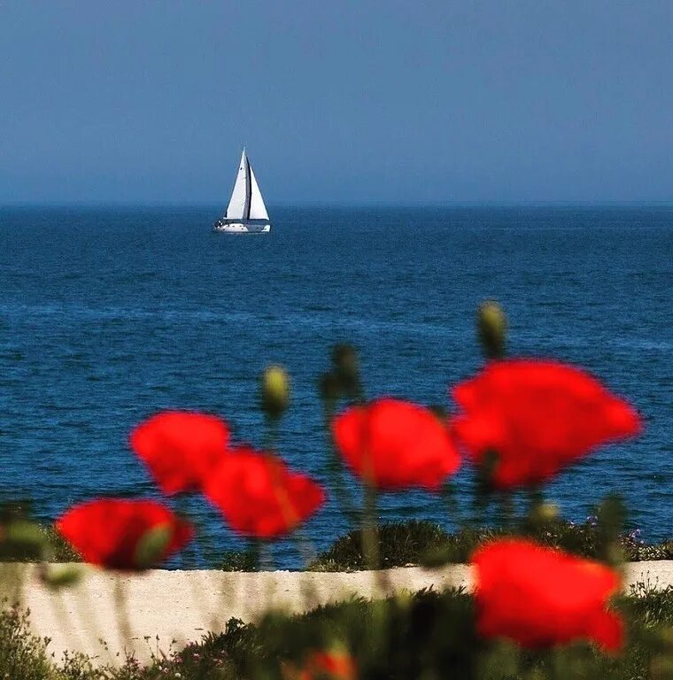 Крымские маки Херсонес. Цветы и море. Крым море цветы. Цветы на фоне моря.