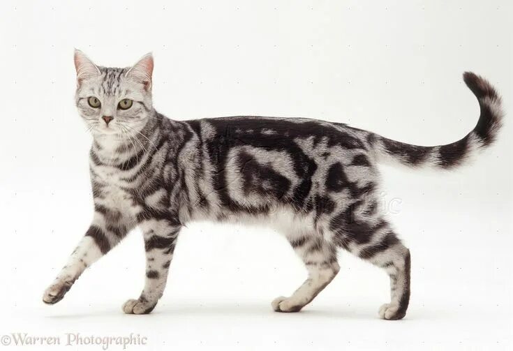 Pin on Maine Coon Cat