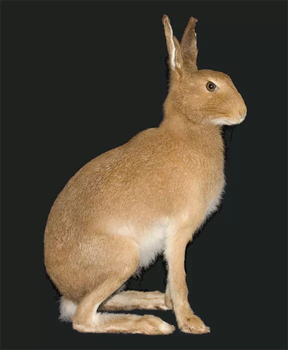 Животные в алешкинском лесу. Первое из зайца. Прикольный заяц. Заяц русак в крыму. Tiny bunny кролик.