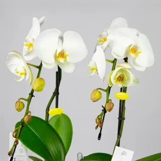 Plants орхидея