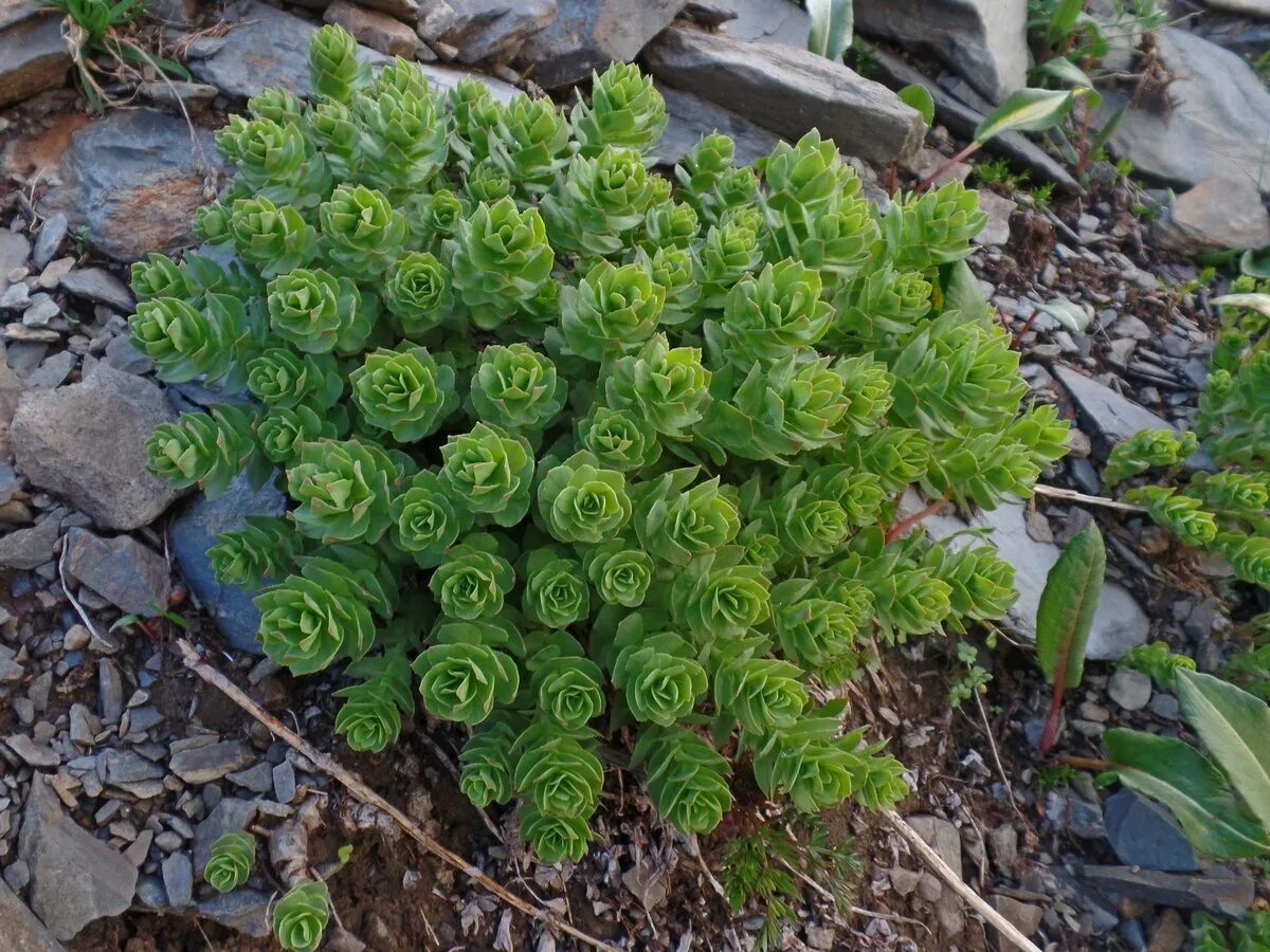 Цена радиолы розовой. Золотой корень родиола. Родиола розовая Rhodiola rosea. Родиола иремельская. Родиола Арктическая.