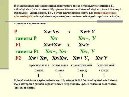 Крисс кросс наследование