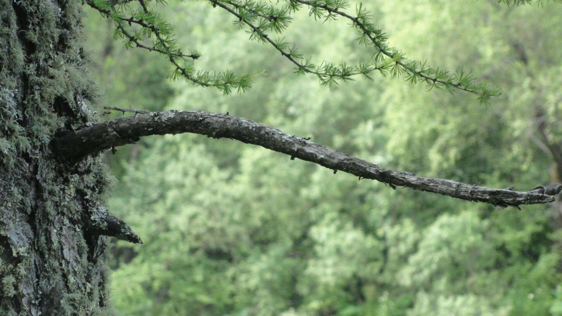 Сук от дерева. Ветка дерева. Сокодвижение у растений. Суки деревьев. Суки деревьев.