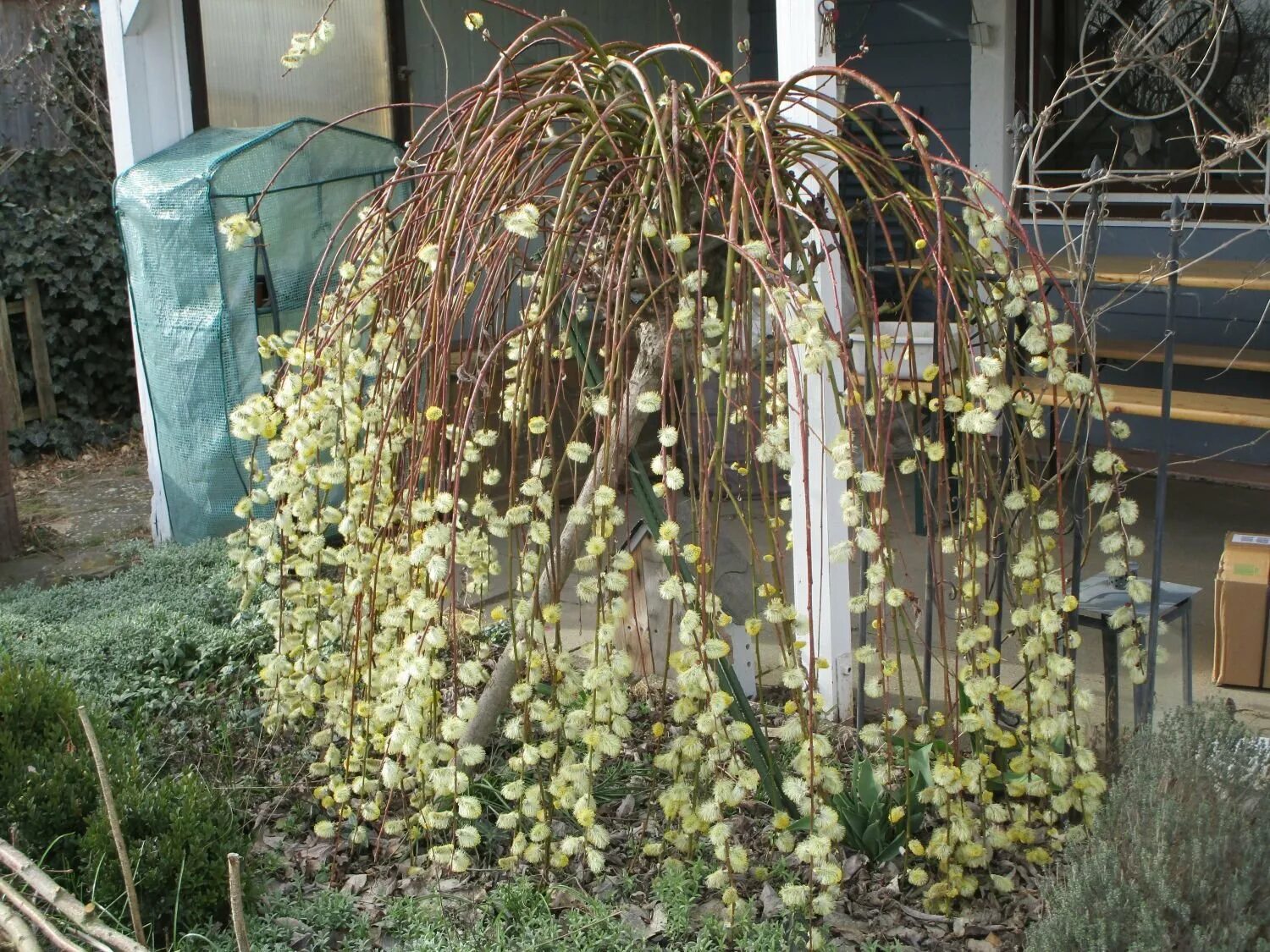 Ива козья (salix caprea kilmarnock). Ива козья пендула. Штамбовая верба. Ива пендула плакучая. Ива козья salix caprea.
