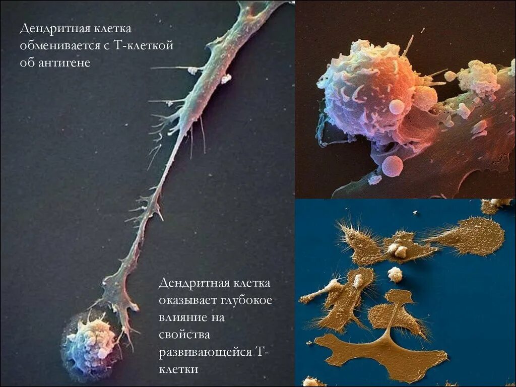Реакция высших лун на т и