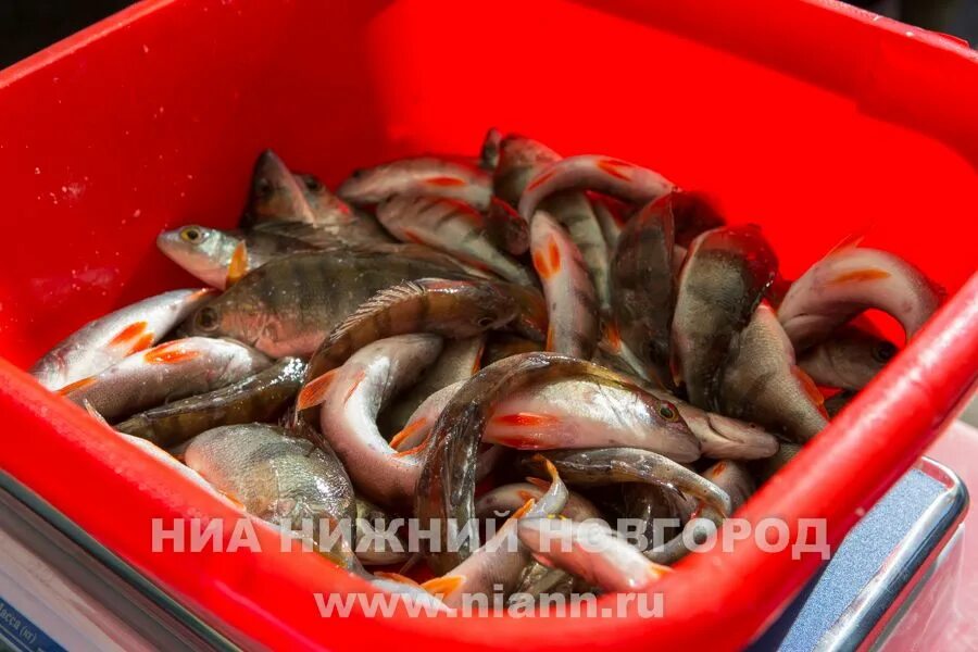 Рыба нижегородской обл. Рыба нижегородской обл