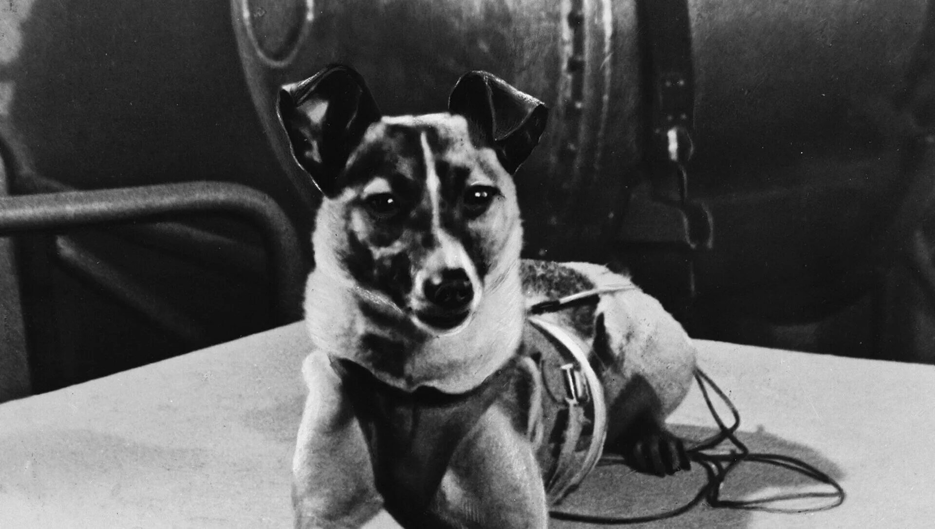 1 собака космонавт. Лайка 1957. Собака лайка 1957. Первая собака в космосе лайка. Лайка космонавт.