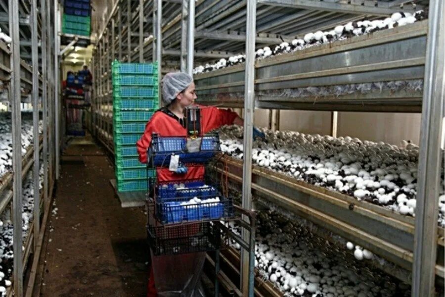 Грибная компания кашира. Нгк кашира. Грибная компания сердобск. Нгк кашира. Нгк кашира.