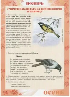 Младшая группа ноябрь