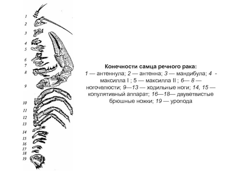 Сколько ног у рака. Строение мандибулы ракообразных. Схема строения конечности ракообразных. Функции антеннулы речного. Ракообразные строение антеннулы.