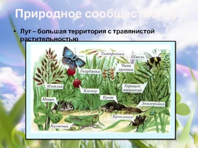 Примеры природных сообществ 3 класс. Природное сообщество окружающий мир. Природное сообщество луг. Изображение природных сообществ. Проект на тему природное сообщество.