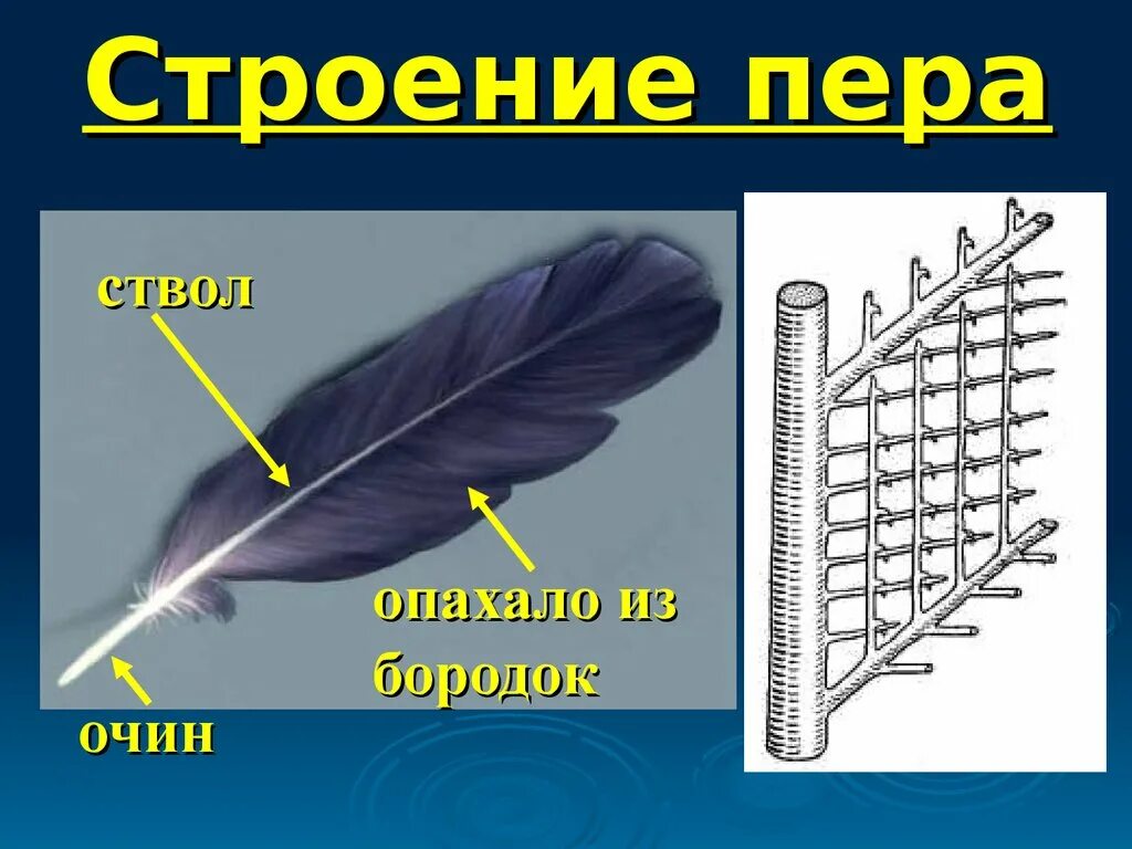 Строение пера. Строение пера птицы. Перо строение. Птичье перо строение.