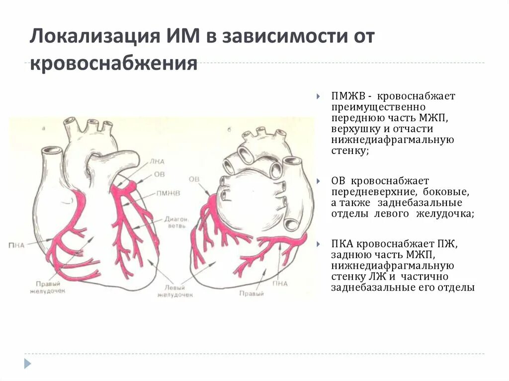 Коронарные артерии и стенки миокарда. Коронарные артерии и инфаркт миокарда. Задняя стенка левого желудочка кровоснабжается. Коронарные артерии кровоснабжение стенок.