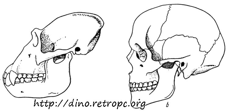 Череп человека и череп человекообразной обезьяны. Череп человека и человекообразных обезьян. Строение черепа человека и человекообразной обезьяны. Череп шимпанзе и человека. Развитый подбородочный выступ череп