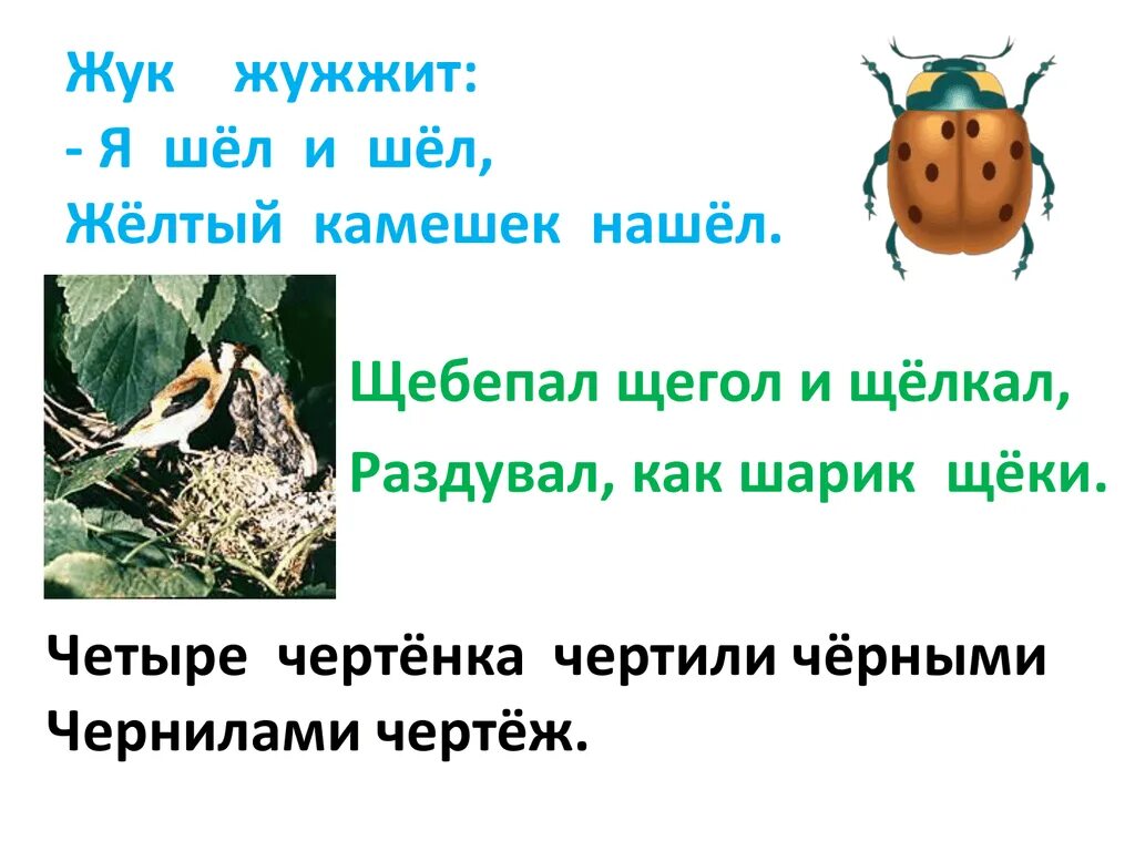 Символ звука ж. Жужжать корень. Мухи с мохнатыми хвостами. Жужжало большой (bombylius major). Жужжать корень.