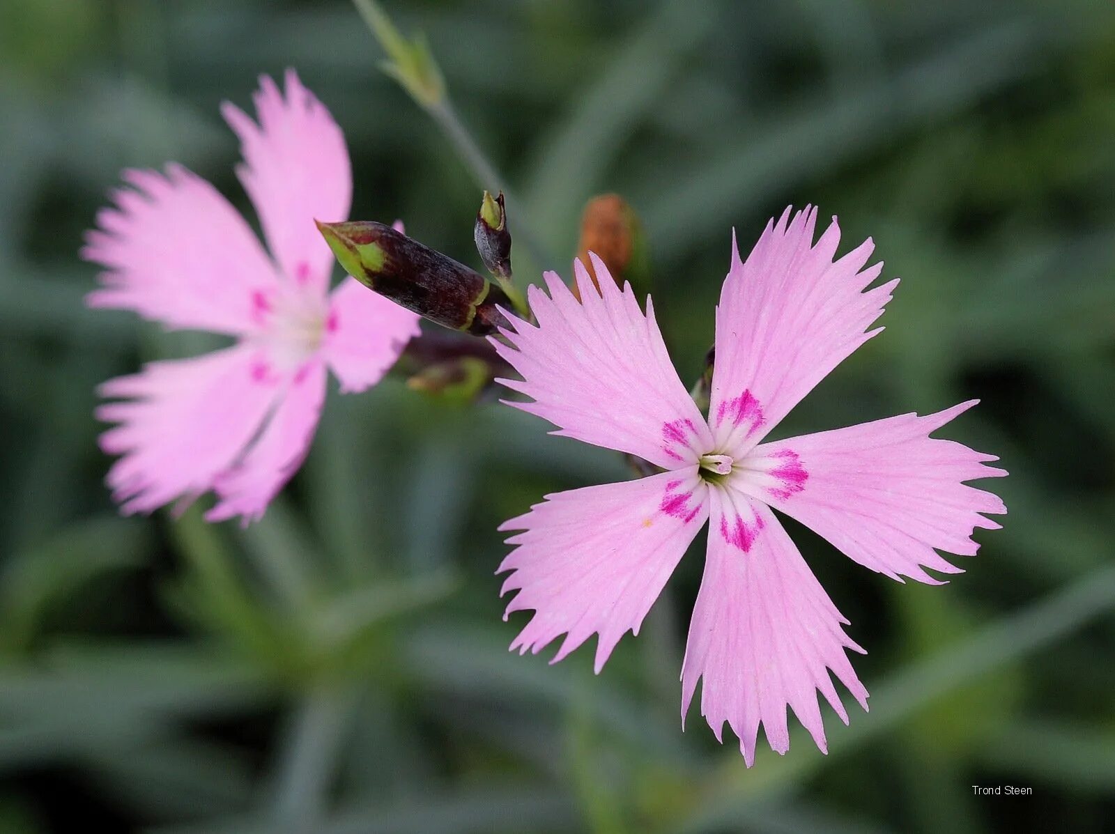 Гвоздика ли. Гвоздика разноцветная ( Dianthus versicolor). Гвоздика (Dianthus chinensis) Coronet. Гвоздика сосноволистная (Dianthus pinifolius). Dianthus versicolor - гвоздика Полевая.