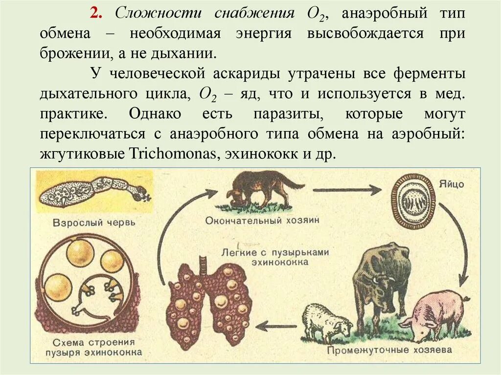 Промежуточный и основной хозяин человек. Промежуточные хозяева паразитических червей. Echinococcus granulosus промежуточный хозяин. Цикл размножения эхинококка. Эхинококк жизненный цикл.