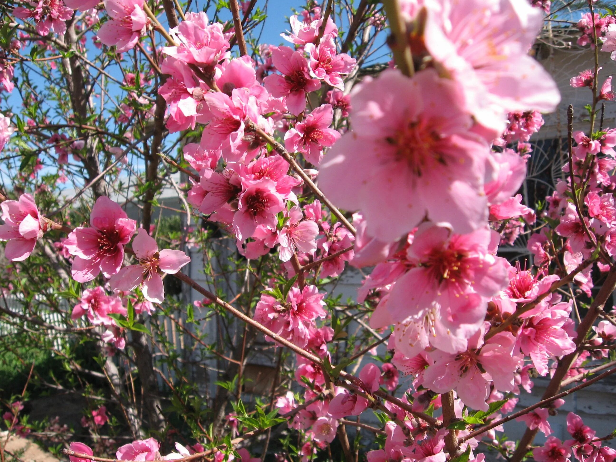 Цветение персикового дерева. Прунус персик. цветущий персик / blooming prunus persica. кипр цветет миндаль. персик кардинал цветение.