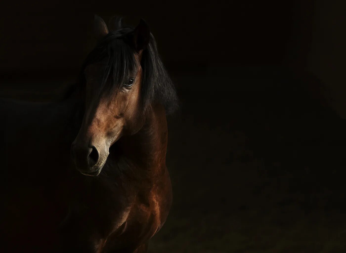 Лошадь в темноте. Лошадь ночью. Конь в темноте. Лошадь на темном фоне. Обои на рабочий стол лошади красивые.