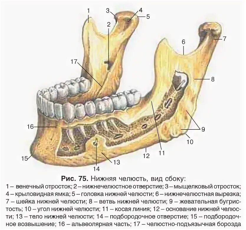 Отдел скелета челюсти. Межальвеолярные перегородки нижней челюсти. Нижняя челюсть анатомия. Ямка нижней челюсти. Анатомия альвеолярного возвышения нижней челюсти.