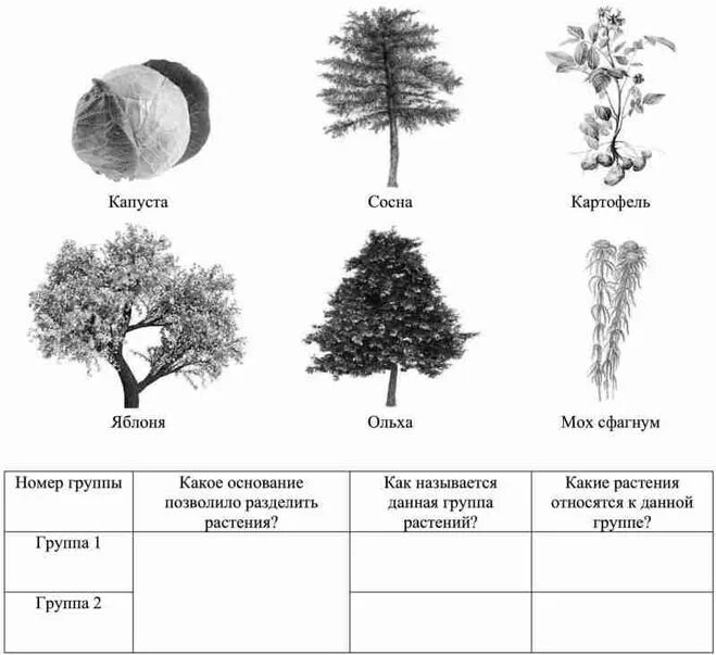 Распределите предложенные растения по группам в зависимости. Основание по которому растения можно разделить на группы. Деление растений на группы 6 класс. Какое основание позволило разделить растения. Растения можно разделить на 2 группы.