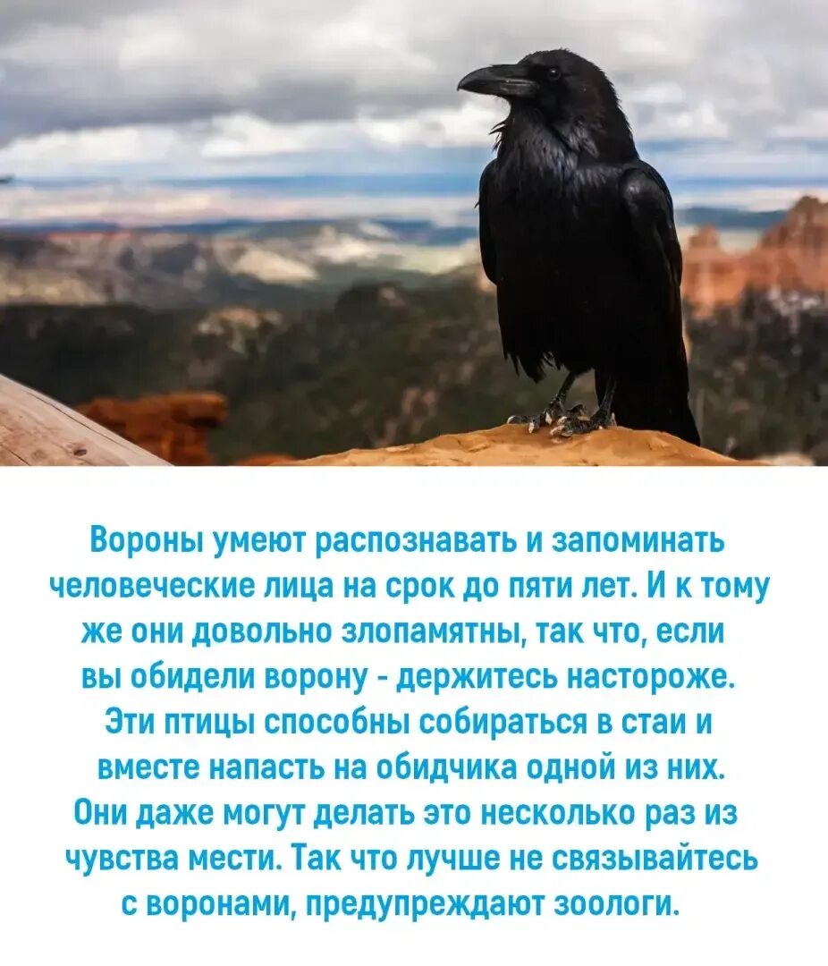 Обиженная ворона. Обиженный ворон. Или вороны. Ворона идет. Воронов шел по ярко освещенной