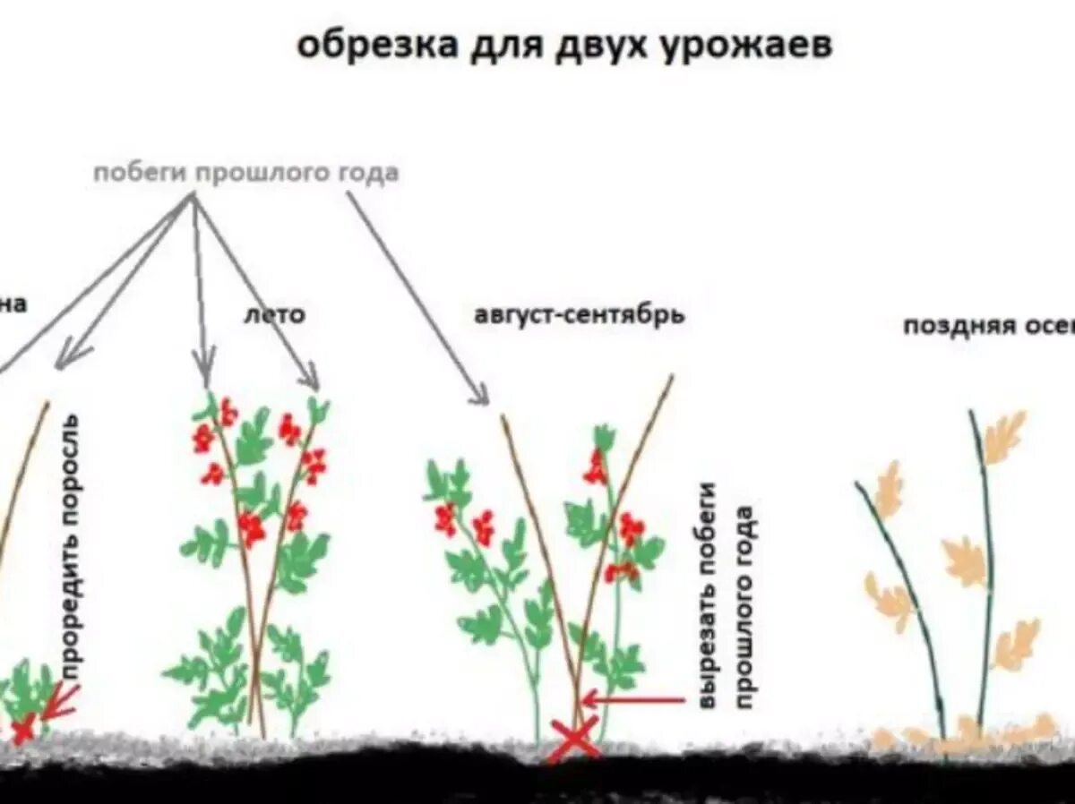 Как правильно посадить ремонтантную малину. Обрезка ремонтантной малины осенью. Обрезка ремонтантной малины весной. Обрезать ремонтантную малину. Схема обрезания малины ремонтантной.