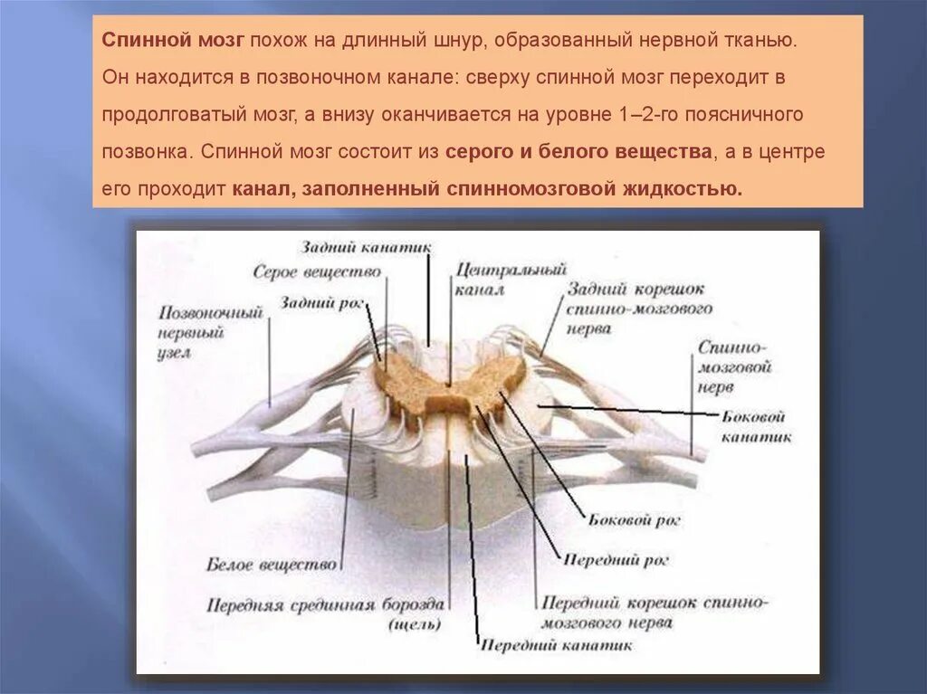 Центральный канал спинного мозга. Продолговатый и спинной мозг. Продолговатый мозг и спинной мозг. Спинной мозг переходит в.