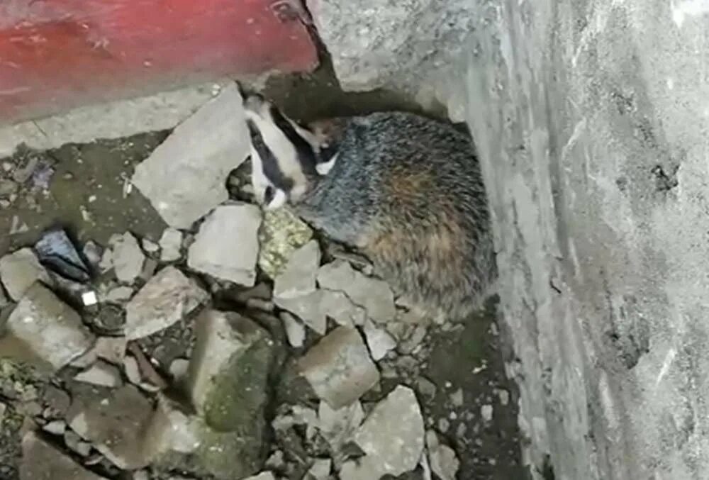 Барсук в амурской области. Барсук хакасия. Спас барсуки. Спасли барсука, прищемил. Спас барсуки.